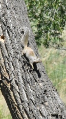 Otospermophilus variegatus