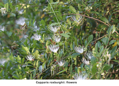 Capparis roxburghii