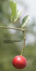Capparis roxburghii