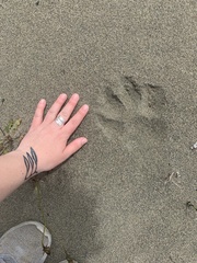 Canis lupus crassodon