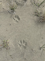 Canis lupus crassodon