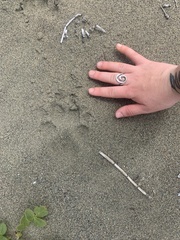 Canis lupus crassodon