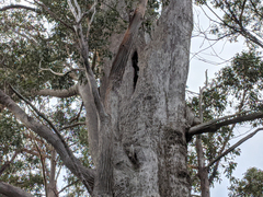 Eucalyptus delegatensis