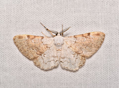 Thyrinteina arnobia