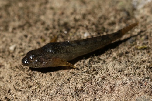 Rhine Sculpin, photo 5 of 7