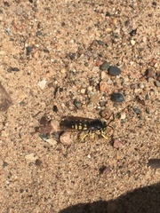 Bicyrtes quadrifasciatus