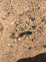 Bicyrtes quadrifasciatus