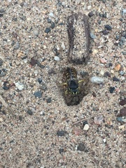 Bicyrtes quadrifasciatus