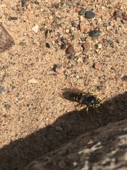 Bicyrtes quadrifasciatus