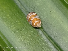 Lophopinae