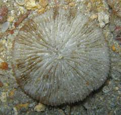 Cycloseris vaughani