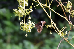 Papilio montrouzieri