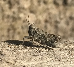 Paratettix cucullatus