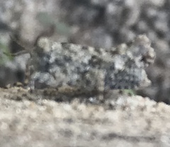 Paratettix cucullatus