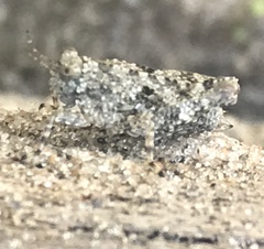 Paratettix cucullatus