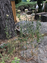 Collomia grandiflora