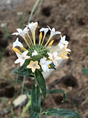 Collomia grandiflora