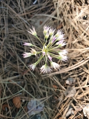 Allium campanulatum