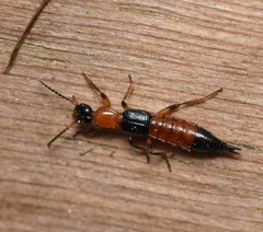 Paederus littorarius