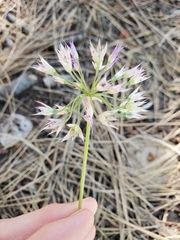 Allium campanulatum