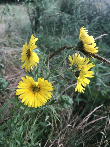 Madia elegans