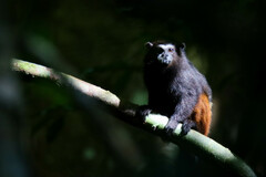 Saguinus weddelli weddelli