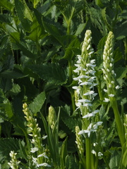 Platanthera dilatata