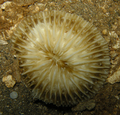 Cycloseris vaughani