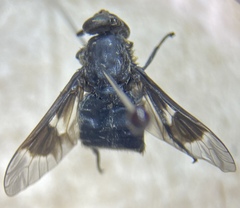 Chrysops mitis