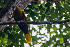 Psarocolius bifasciatus