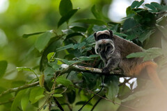 Saguinus imperator subgrisescens