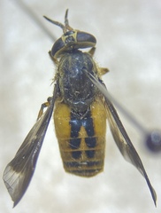 Chrysops striatus
