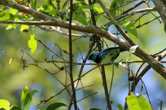 Stilpnia nigrocincta