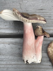 Russula gracilis