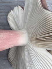 Russula gracilis