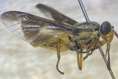 Chrysops striatus