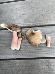 Russula gracilis
