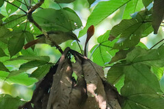 Anabacerthia ruficaudata