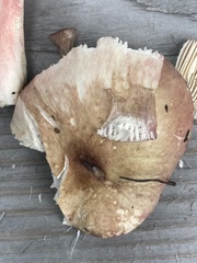 Russula gracilis