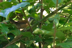Pheugopedius genibarbis