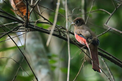 Trogon collaris