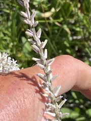 Thelypodium crispum