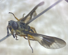 Chrysops frigidus