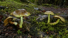 Cortinarius alienatus