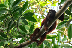 Alouatta sara