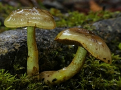 Cortinarius alienatus