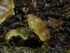 Cortinarius alienatus