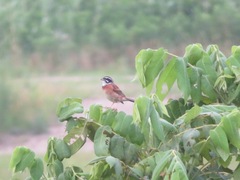 Emberiza cioides