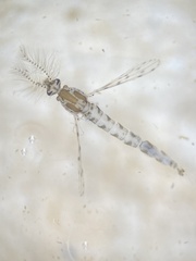 Chaoborus punctipennis