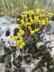 Sedum annuum